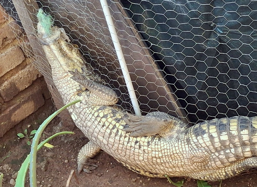 cocodrilo en tlajomulco