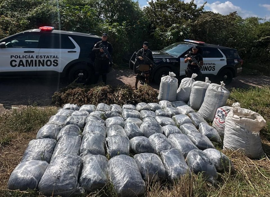 marihuana en límites con nayarit