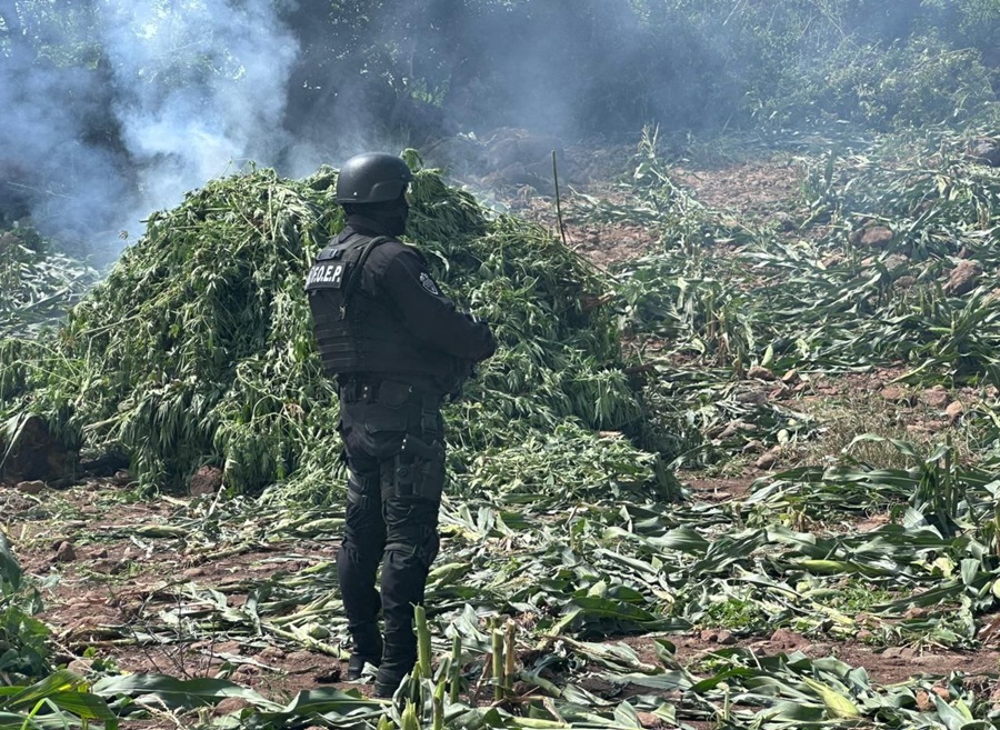 marihuana en tequila