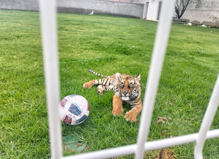 tigre de bengala en villa hidalgo