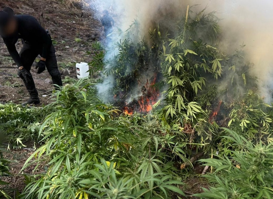 plantíos de marihuana en tequila