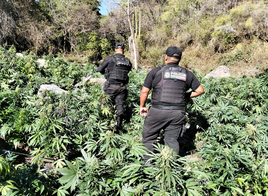 plantíos de marihuana en tequila