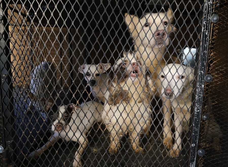 rescate de perritos en guadalajara