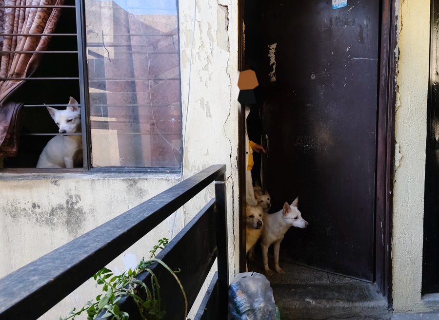rescate de perritos en guadalajara
