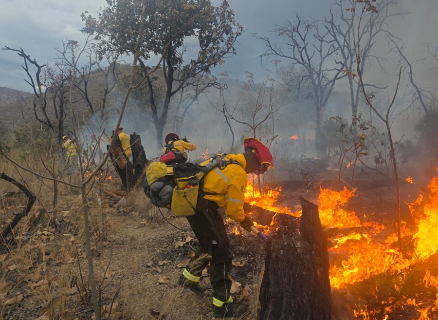 incendio forestal bosque la primavera
