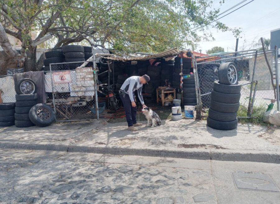 perro robado zapopan