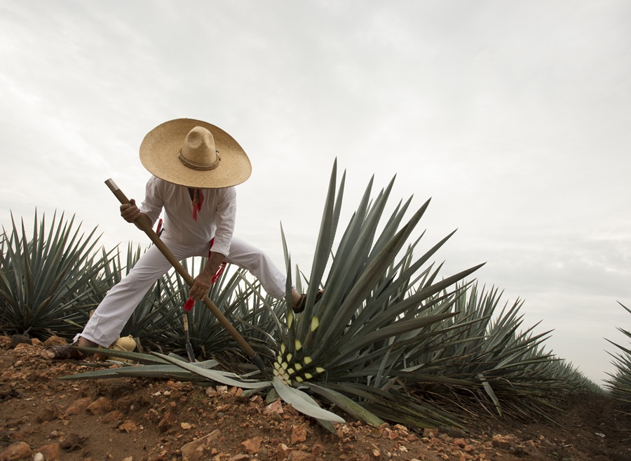agave tequila