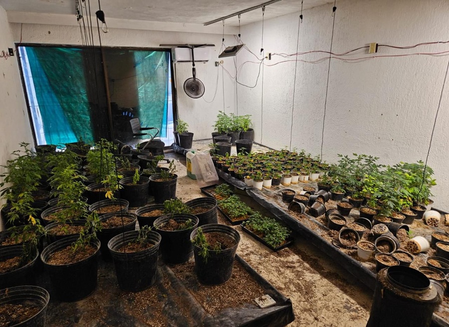 narcoinvernadero marihuana zapopan