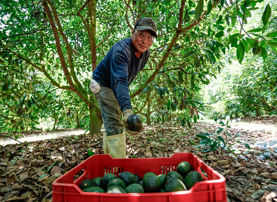 aguacate jalisco