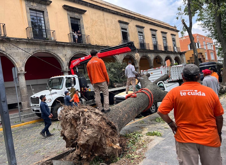 árbol caído en centro de guadalajara