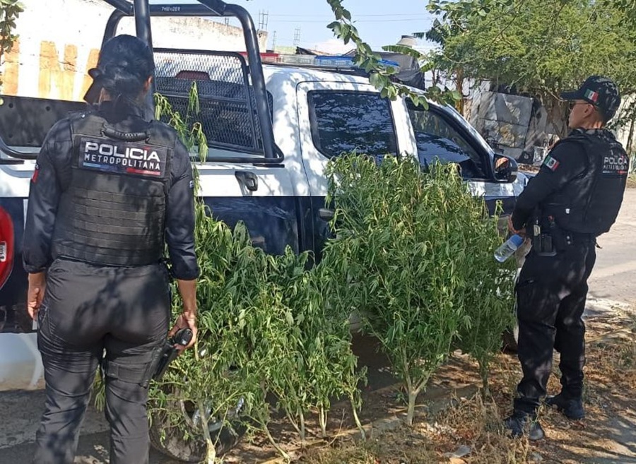 plantío de marihuana en tlajomulco