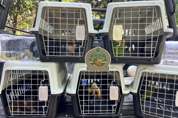 recatan animales en peligro de extinción en gudalajara
