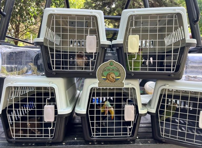 recatan animales en peligro de extinción en gudalajara