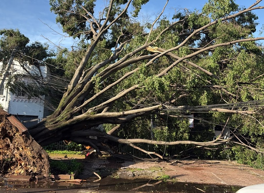 lluvia en guadalajara árboles caídos