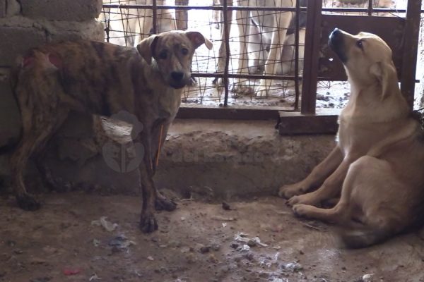 rescatan perritos en guadalajara