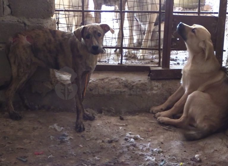 rescatan perritos en guadalajara