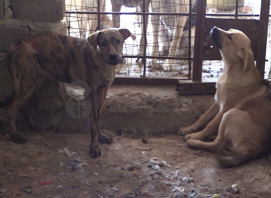 rescatan perritos en guadalajara