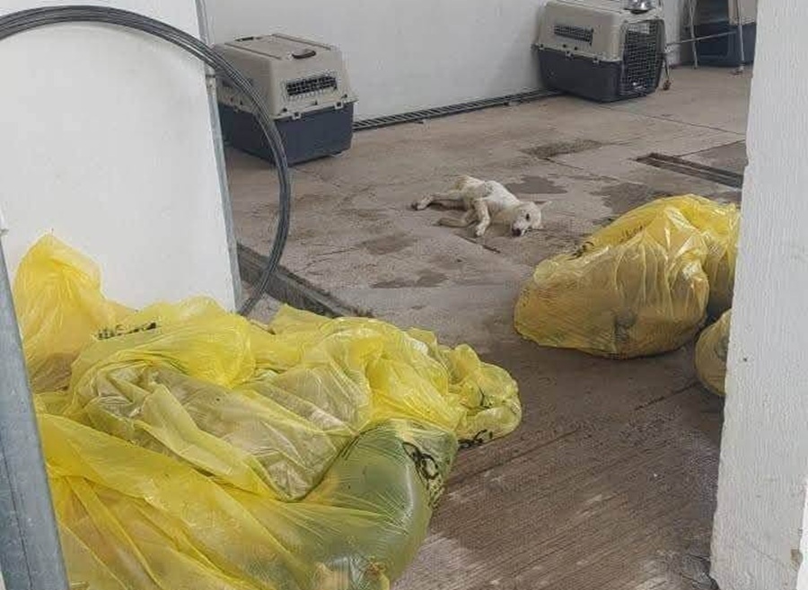 crueldad animal en tonalá