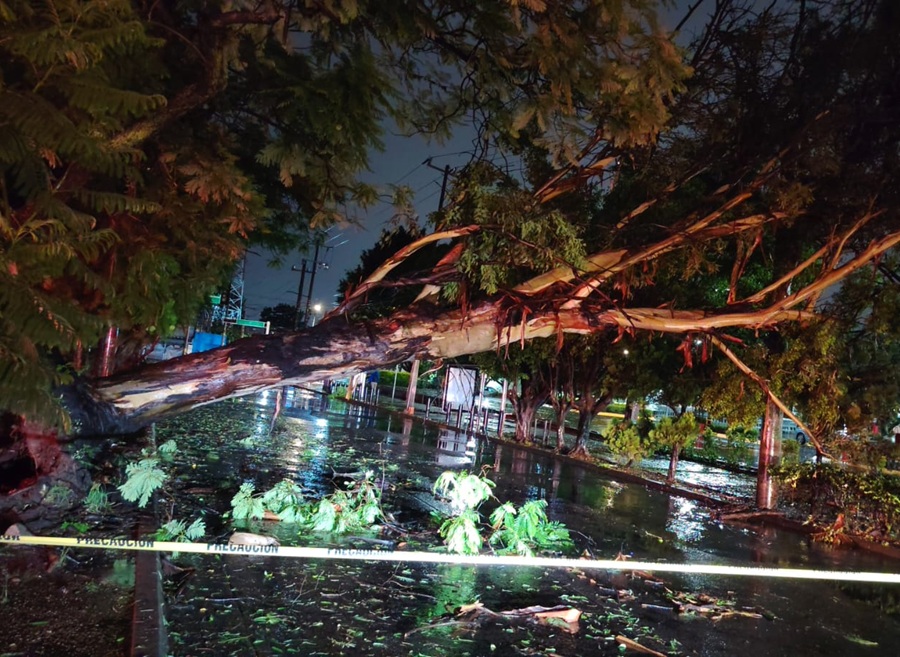 lluvia árbol caído