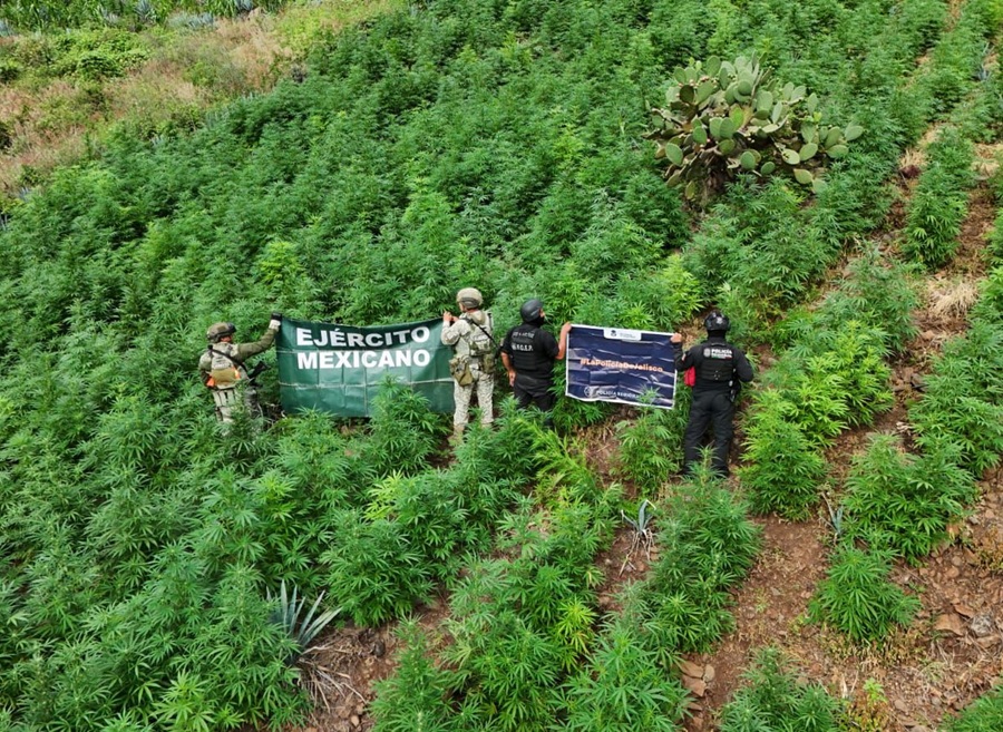 plantíos de marihuana en tequila