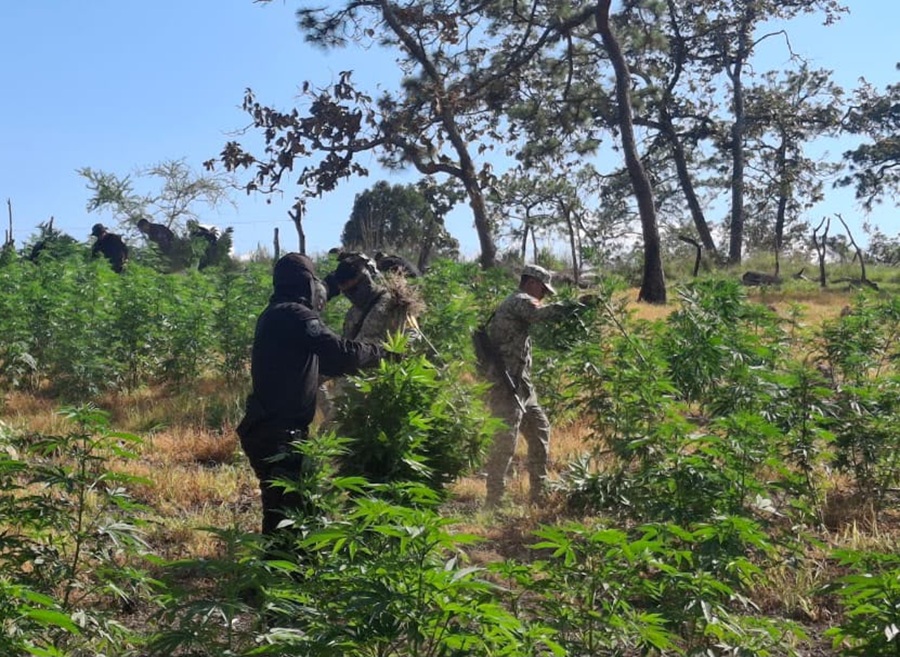 plantío de marihuana en tequila