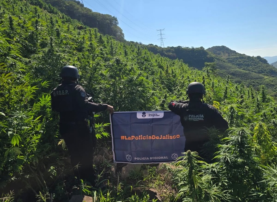 plantío de marihuana tequila