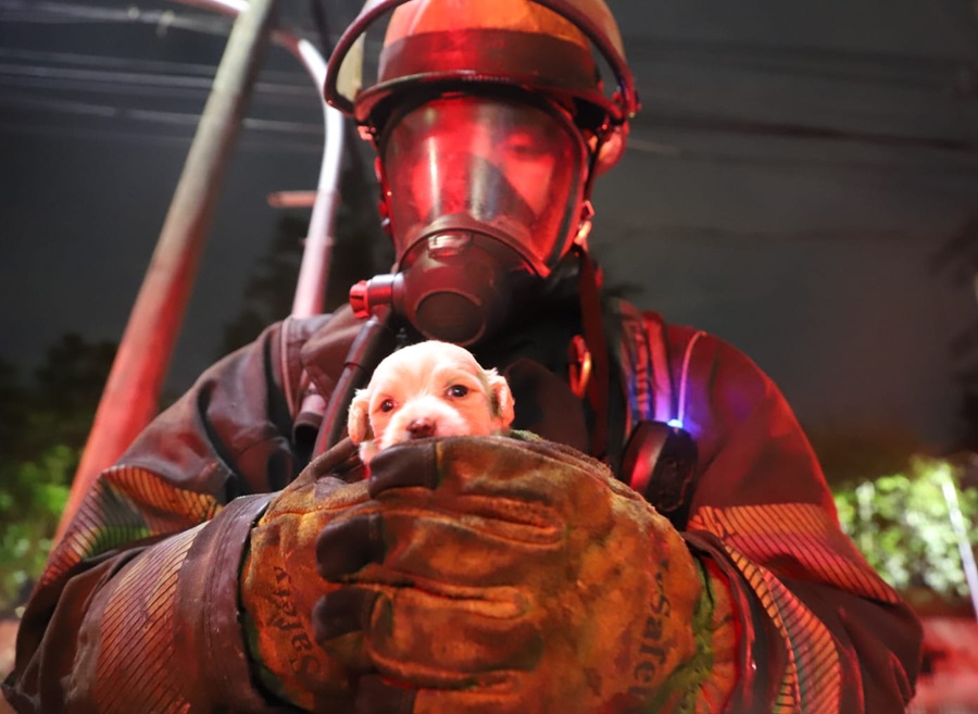 rescatan perritos en guadalajara bomberos