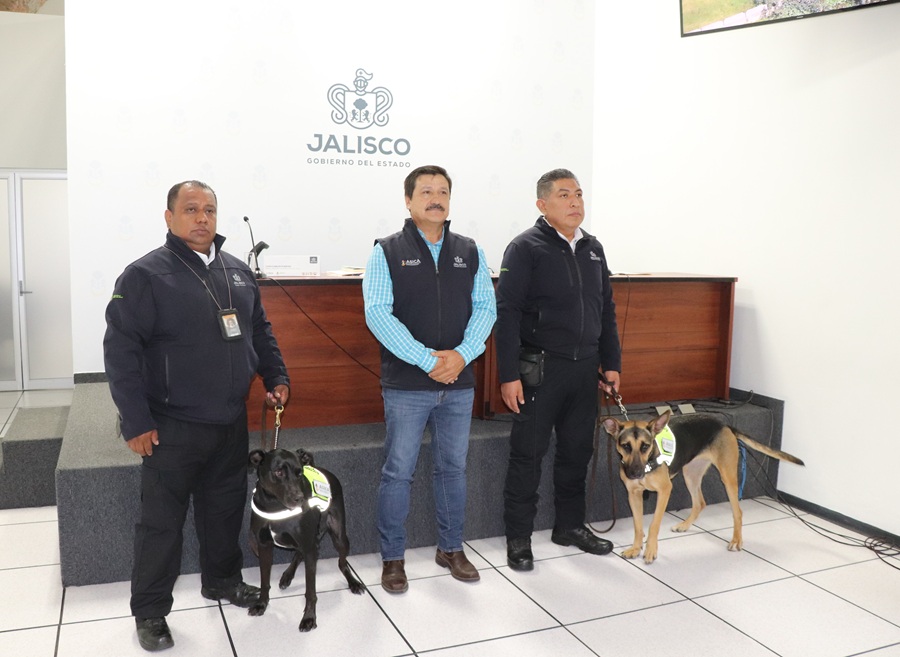 vigilan contra gustano barrenador