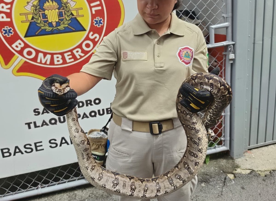 boa en tlaquepaque