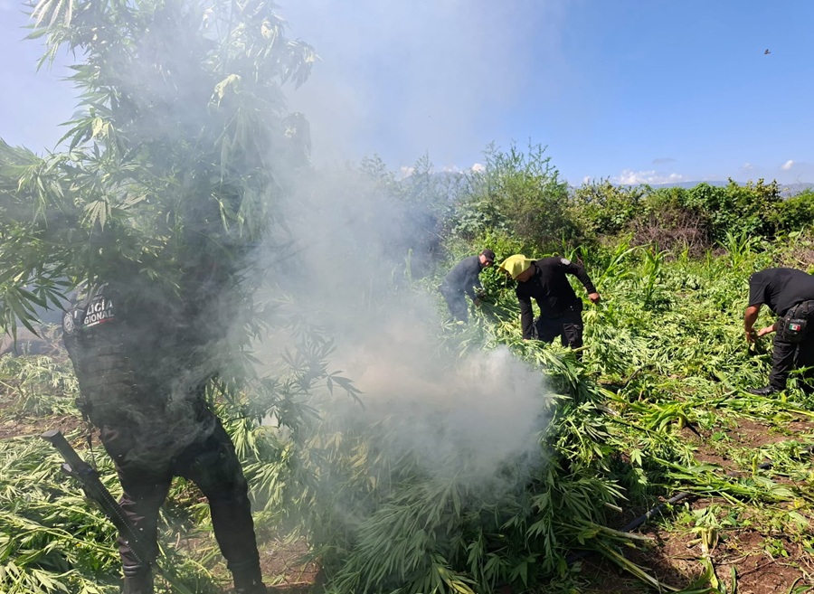 plantío de marihuana en tequila (2)