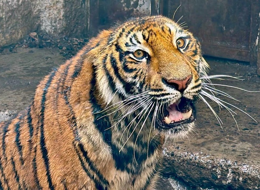 tigre de bengala en la barca