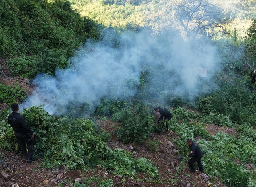 otro plantío de marihuana en tequila