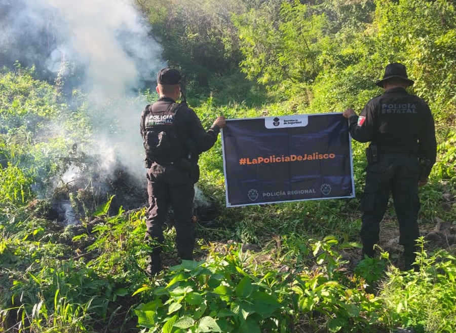 Sigue la mata dando: van 14 plantíos de marihuana en Tequila